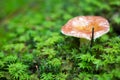 Mushroom with a red hat on green moss in the wild forest. The mushroom grows in a green forest. Mushroom closeup. Mushrooms in the