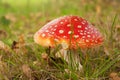 Mushroom red with white dotts