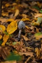 Mushroom Resinous dung beetle in the autumn forest Royalty Free Stock Photo