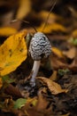 Mushroom Resinous dung beetle in the autumn forest Royalty Free Stock Photo