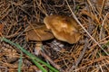 Mushroom Rhodocollybia Butyracea. Two Fungi Rhodocollybia Butyracea Grow In A Coniferous Forest. Mushrooms Close Up.