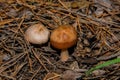 Mushroom Rhodocollybia butyracea. Two young mushrooms Rhodocollybia butyracea and pine cone in a coniferous forest close-up. Royalty Free Stock Photo