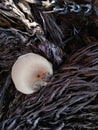 this is a mushroom ripe that can grow on palm and wood, it tastes a little tough for bakwan