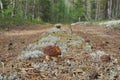 Mushroom road in the summer forest