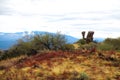 Arizona Mushroom Rocks Royalty Free Stock Photo