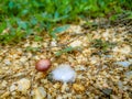 Mushroom on a rocky surface