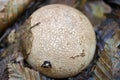 Mushroom round beige cap grows in the woods