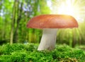 Mushroom Russula Royalty Free Stock Photo