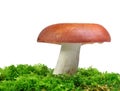 Mushroom Russula in green moss Royalty Free Stock Photo