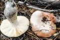 Mushroom Russula lamellar hymenophore in the forest close-up. Royalty Free Stock Photo