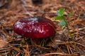 Mushroom Russula Sanguinea a Rainy Day