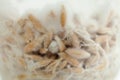 Mushroom`s mycelium close-up, mycelium on grain. Growing and cultivating organic Psilocybe Cubensis mushrooms