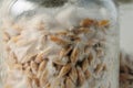 Mushroom`s mycelium close-up, mycelium on grain. Growing and cultivating organic Psilocybe Cubensis mushrooms