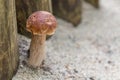 Cute little mushroom growing