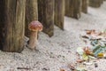 Cute little mushroom growing