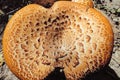 Mushroom Sarcodon
