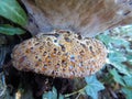 Mushroom seeping sap in a English Woodland