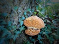 A mushroom seeping sap from a tree Royalty Free Stock Photo