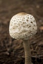 Mushroom selvatic Royalty Free Stock Photo