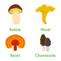 Mushroom set - bolete, reishi, chanterelle, morel. Cartoon flat style. Vector