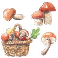 Mushroom set Boletus edulis and Leccinum aurantiacum in a basket, hand drawn watercolor illustration