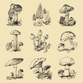 Mushroom set hand drawn engraved. vintage organic vegetarian food. champignon, chanterelles, honey fungus, fly agaric Royalty Free Stock Photo