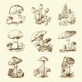 Mushroom set hand drawn engraved. vintage organic vegetarian food. champignon, chanterelles, honey fungus, fly agaric Royalty Free Stock Photo