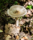 A mushroom in a shady corner of the forest.