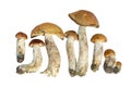 Mushroom of shaggy boletus