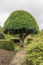 Mushroom shaped tree in Crathes Castle landscaped gardens, Scotland Royalty Free Stock Photo