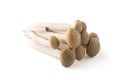 Mushroom, shimeji mushrooms brown varieties isolated on white ba