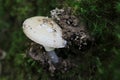 Mushroom shirk from the ground, from moss Royalty Free Stock Photo