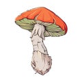 Mushroom