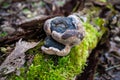 A mushroom sits on a log in the woods. Royalty Free Stock Photo