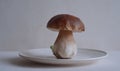 A mushroom is sitting on a white plate Royalty Free Stock Photo