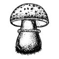 Mushroom sketch, hand drawn, stock vector illustration, black outline isolated on white background, medicine, cooking, design,