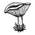 Mushroom sketch, hand drawn, stock vector illustration, black outline isolated on white background, medicine, cooking, design,