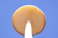 Mushroom skies Royalty Free Stock Photo