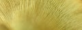 Mushroom skin texture. HD Image and Large Resolution. can be used as background and wallpaper. web banners consepts