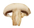 Mushroom slice Royalty Free Stock Photo