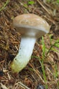 Mushroom slimy spike Royalty Free Stock Photo