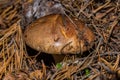Mushroom Slippery jack Suillus luteus. Mushroom in dry pine needles closeup. Royalty Free Stock Photo