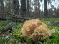 Mushroom Sparassis crispa Royalty Free Stock Photo