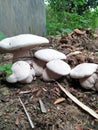 mushroom spore make the best mushroom trees
