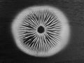 Mushroom spore print