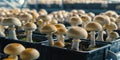 Mushroom Spores Cultivation Royalty Free Stock Photo