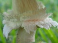 Mushroom Stalk Royalty Free Stock Photo