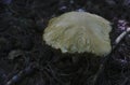 Mushroom stands alone in the forest Royalty Free Stock Photo