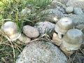 Mushroom, Stone, Grass, Natural, Vegetable, North Sumatera.