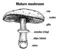 Mushroom structure. Mushroom anatomy. Biology diagram. Structure parts, cap, skirt, spores, ring, lamella, pileus, stem